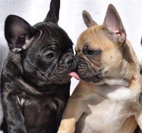 Рекомендованная норма питания для французского бульдога Французские ...