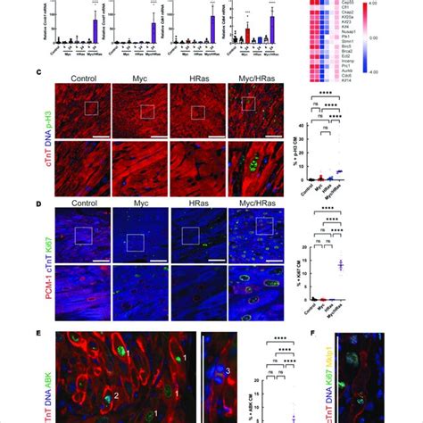 MycER T2 And HRas G12V Expression Drive Cardiomyocyte Proliferation