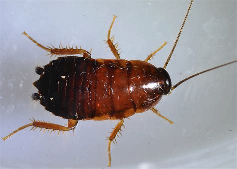 Western Wood Cockroach Parcoblatta Americana Don Loarie Flickr