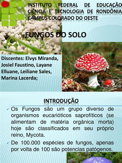 Alguns Fungos Auxiliam Na Fertilização Do Solo - Fungos do Solo: Estruturas e Funções | PDF | Fungo | Microrganismo