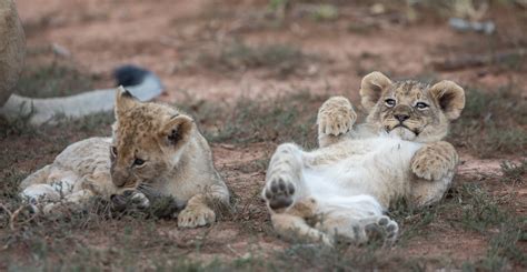 Lion Cubs: 12 Interesting Facts | Kariega Game Reserve