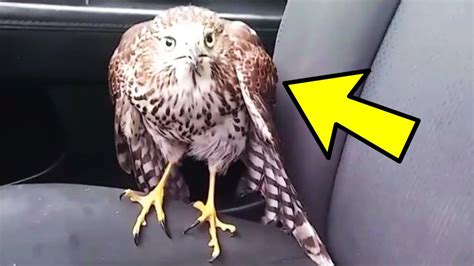 Man Rescues Injured Bird Now He Probably Wishes He Hadnt Youtube