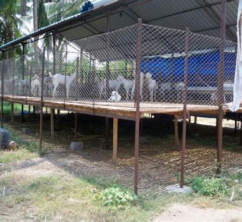 Goat Shelter In Kerala