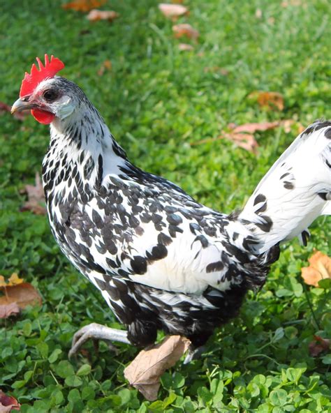top  chickens  lay white eggs