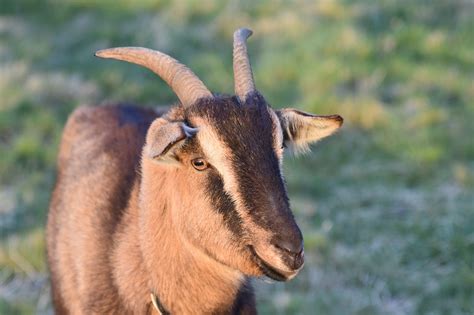 Goat Animal Farm Free Photo On Pixabay Pixabay