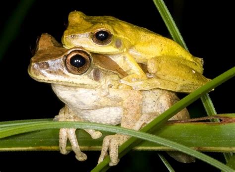 Why Do Frogs Croak At Night Clever Pet Owners