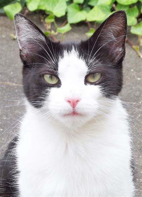 White With Black Spots Cat Name at Henry Trethowan blog