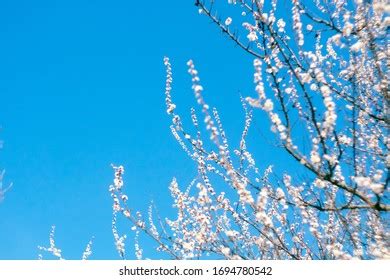 Pastel Background Pussy Willow Stock Vector Royalty Free 95976313