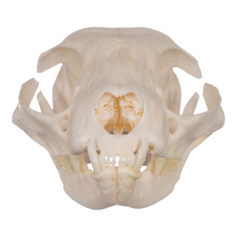 Real Domestic Cat Skull With Periodontal Disease For Sale — Skulls