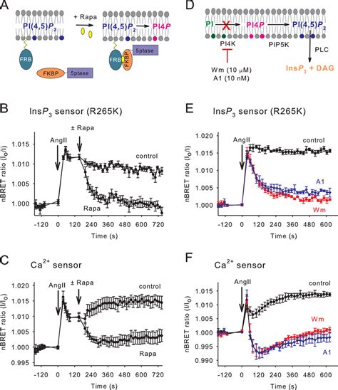 Reduction Of Plasma Membrane Ptdins P And Ptdins P Levels And