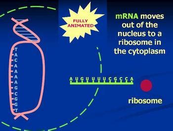 Protein synthesis animation Powerpoint of DNA to RNA to protein | TpT