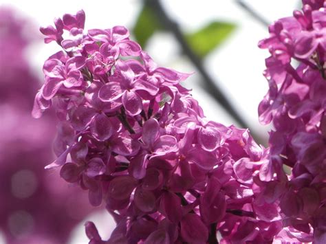 Lilacs International Lilac Society