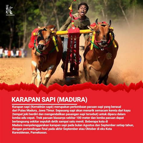 Ragam Nusantara Asal Usul Karapan Sapi Atmago