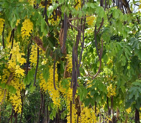 Golden Shower Tree Cassia Fistula Seeds