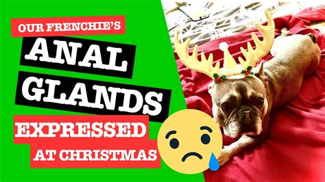 Frenchie Has Anal Glands Expressed At Christmas YouTube