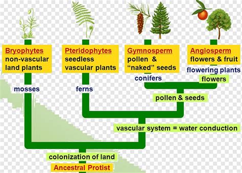 Lifecycle Of A Pteridophyte