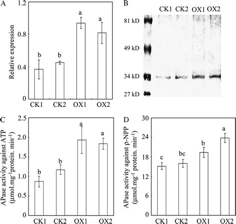 Gene Expression And Protein Activity Analysis Of Transgenic Hairy Roots