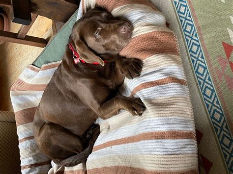 #chica #chocolatelab