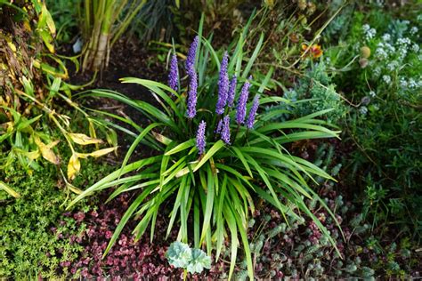 10 Liriope Companion Plants A Complete List And Care Guides