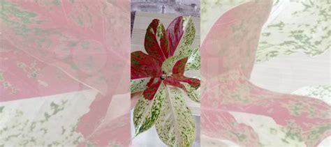 Аглаонема купить в Челябинске | Товары для дома и дачи | Авито