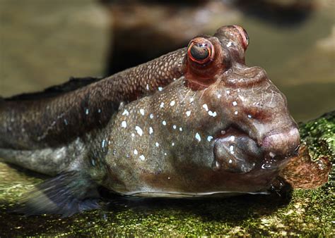 mudskipper fish tank