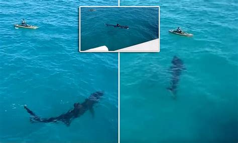 Huge shark swims just feet away from Panama City Beach kayaker | Daily