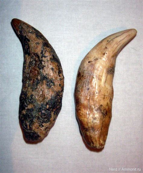 Клыки - Пеще́рный медве́дь (Ursus spelaeus)