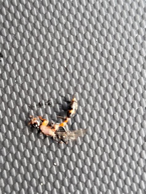 Need Id Im Allergic To Bees Wasps And Fireants Quick Flyer And