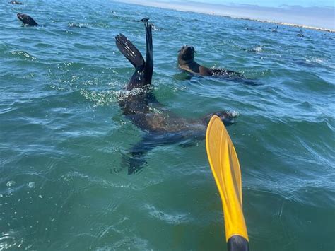 Pelican Point Kayaking Walvis Bay All You Need To Know Before You Go