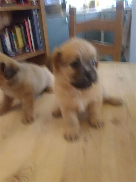 Pug Border Terrier X Yorkshire Terrier Pups In Shevington Manchester