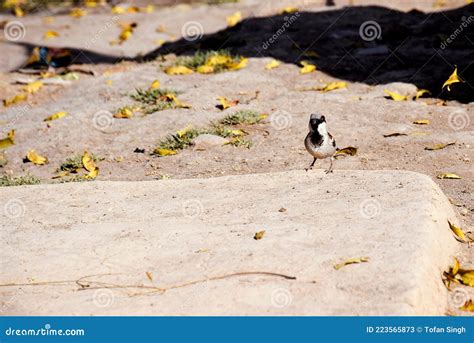 Indian Sparrow Birds In The Courtyard Of An Indian Rural House Stock