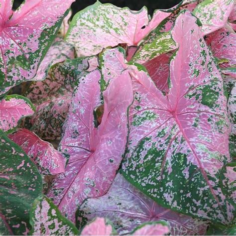 Caladium Pink Beauty~ | Easy to grow bulbs, Caladium, Bulb flowers