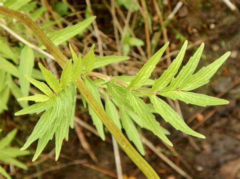 Valerian species — BSBI VC77