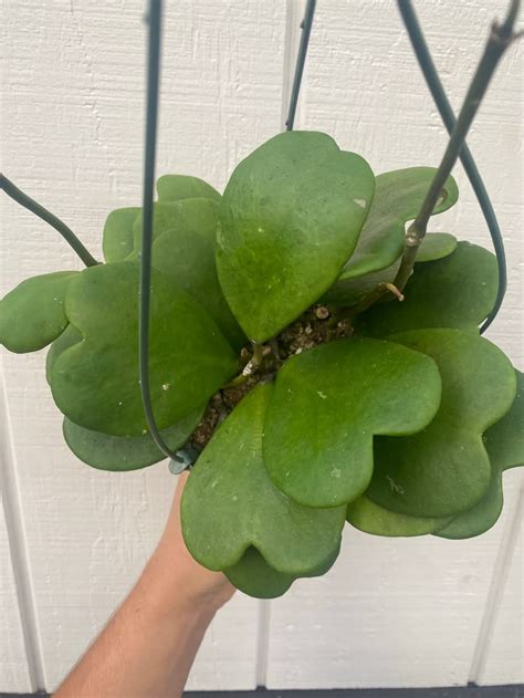 Hoya Kerrii Green Heart Growing Plants Indoors Garden Plant Pots