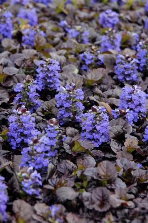 Bugleweed A Perennial Groundcover That Loves The Shade Hgtv