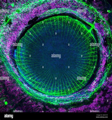 Zebrafish eye lens. Scanning confocal light micrograph of tissue from