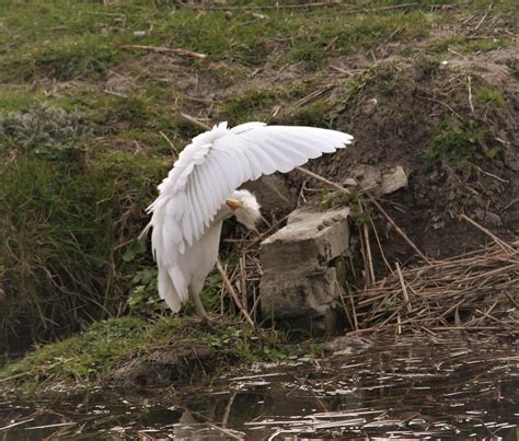 koereiger — Postimages