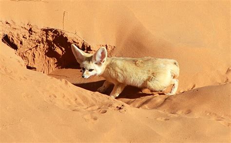 File:Desert fennec . Sahara fox in Morocco.jpg - Wikimedia Commons