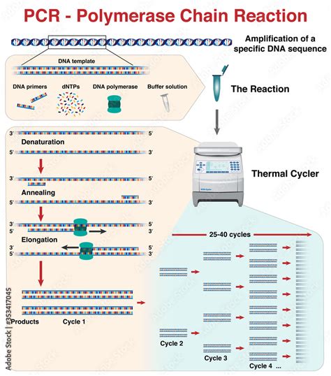 The Different Stages And Cycles Of Dna Molecule Amplification By