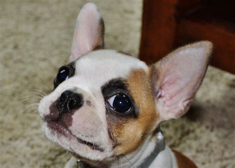 unreal french bulldog cross breeds