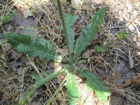 Chicory For Deer | Michigan Sportsman Forum