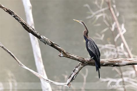 Oriental Darter - Singapore Geographic