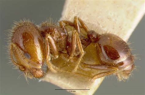 Fire Ant Solenopsis Geminata Insect