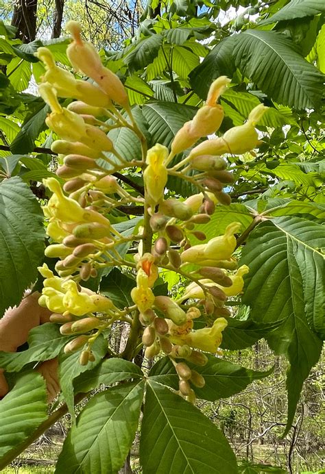 Yellow Buckeye Glen Arboretum