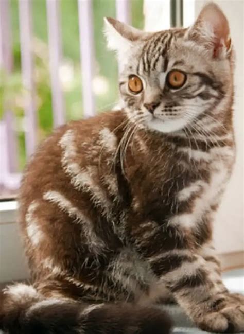 200 Best Tabby Cat Names