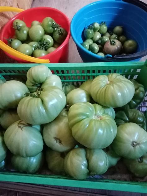 Томат Андреевский сюрприз: описание сорта, ОТЗЫВЫ (23), фото | tomatland.ru