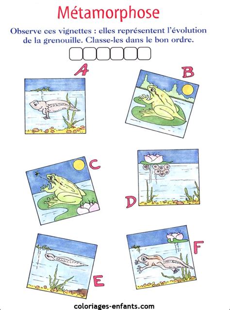 Jeux De Grenouilles