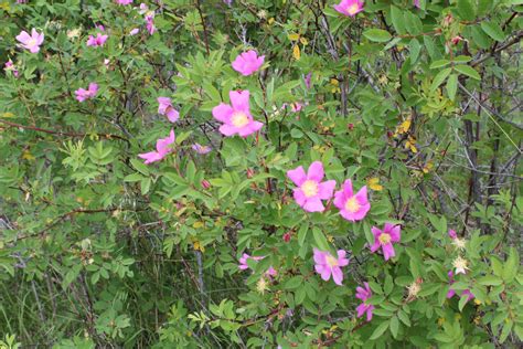 Native Michigan Flowers For Bees