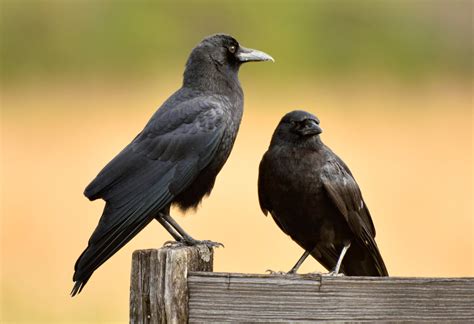 Species Profile: American Crow | Mossy Oak Gamekeeper