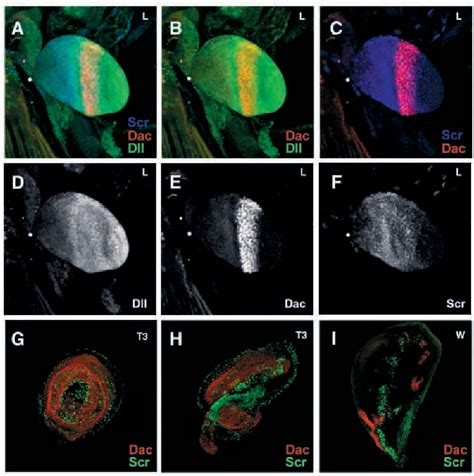 Figure From The Drosophila Proboscis Is Specified By Two Hox Genes Proboscipedia And Sex